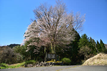 黒岩の山桜