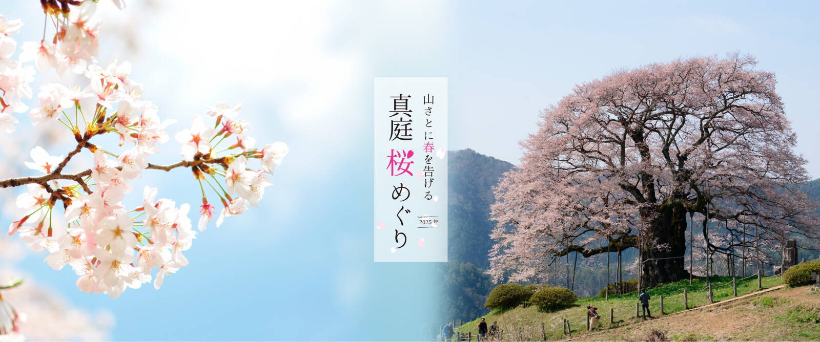 真庭の桜2025