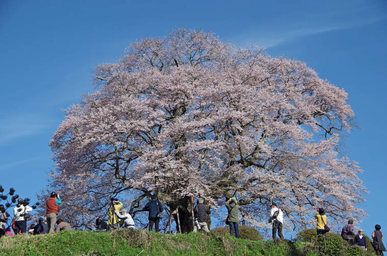 岡山の醍醐桜